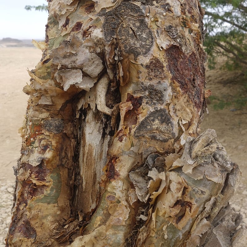 Boswellia Serrata — joint comfort