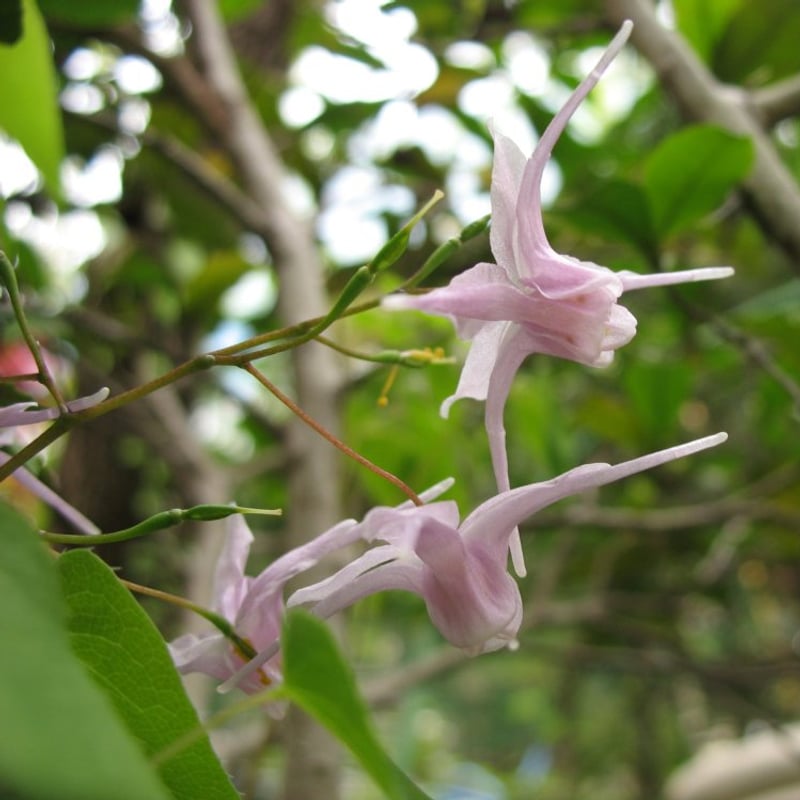 Horny Goat Weed — icariin source